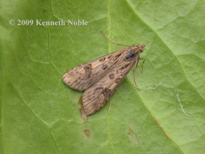 Nomophila noctuella (rush veneer) Kenneth Noble